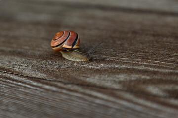 Tiny Land Snail on Rustic Wooden Background © Ирина Санжаровская