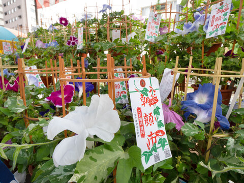 入谷あさがお市　東京都