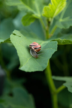 Tiny Snail Resting on Green Leaf Outdoors