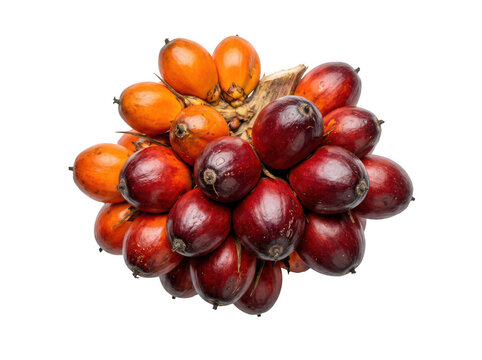 Fresh oil palm fruit bunch isolated on white. Tropical palm oil harvest for food industry.