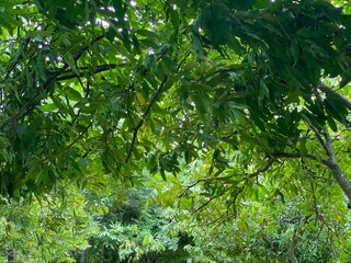 Fototapeta premium Dense Green Forest Tree Canopy with Lush Tropical Foliage Background View