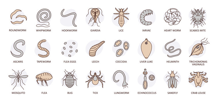 Hand-drawn vector illustration of human and animal parasites