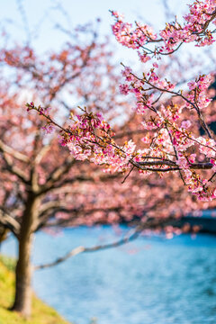Kawazu Sakura Blossoms Along Riverside in Japan