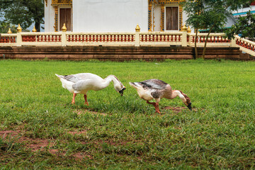 Pair of geese foraging on a green lawn in a Thai temple courtyard. © k33pcalmncapture