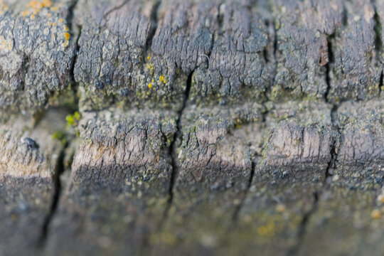 Macro photography of tree bark