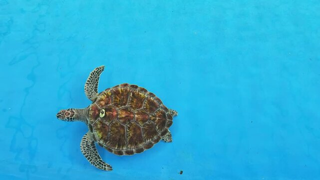 An overhead view of sea green turtle is swimming on blue ground of water pond in turtle conservation place. Animal living footage. 