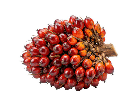 Fresh oil palm fruit bunch. Tropical red palm oil crop isolated on white background.