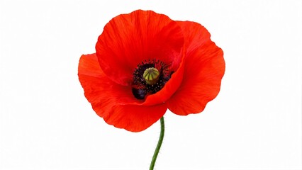 Obraz premium A single red poppy flower stands tall with a green stem. The petals are wide and smooth. The flower displays a dark center with many small parts.