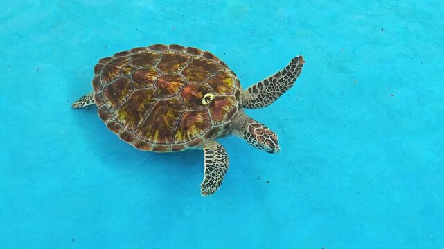 An overhead view of sea green turtle is swimming on blue ground of water pond in turtle conservation place. Animal living footage. 