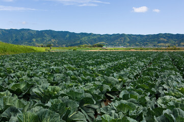 Fototapeta premium 福岡県 耳納連山を背景にキャベツ畑
