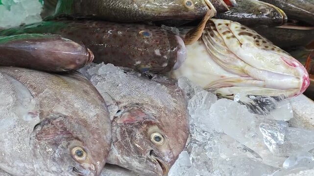 Assorted fresh seafood such as sea bass, grouper fish and black pomfret fish are aligned on ice, for sale at fish market place. Top view with camera panning footage.