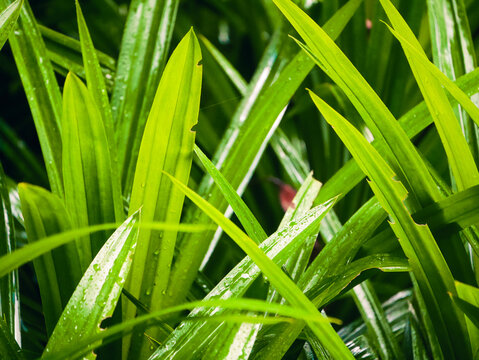 Vibrant green Pandanus amaryllifolius foliage displays linear leaf morphology, showcasing tropical monocot anatomy features and agricultural aromatic cultivation inside a botanical garden