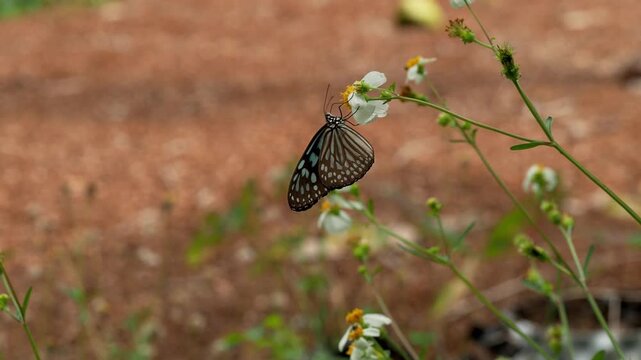 Blue Tiger Butterfly Feeding on Wildflower Nectar