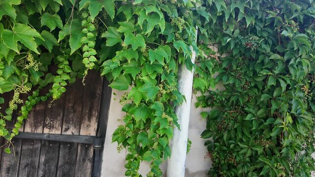 Lush green ivy vines cascade down a rustic wooden door and weathered wall