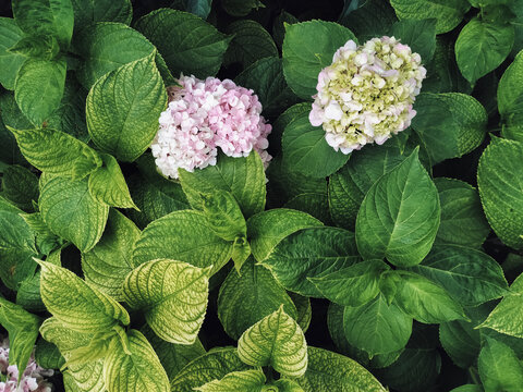 Fresh green hydrangea leaves and large flowers photographed close-up in the garden. Natural background, summertime.