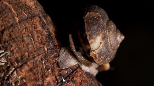 Forest Snail Crawling on Tree Bark with Ant