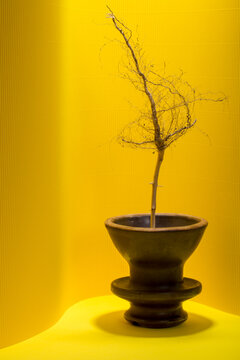 Dried plant root on a colored background in a vase