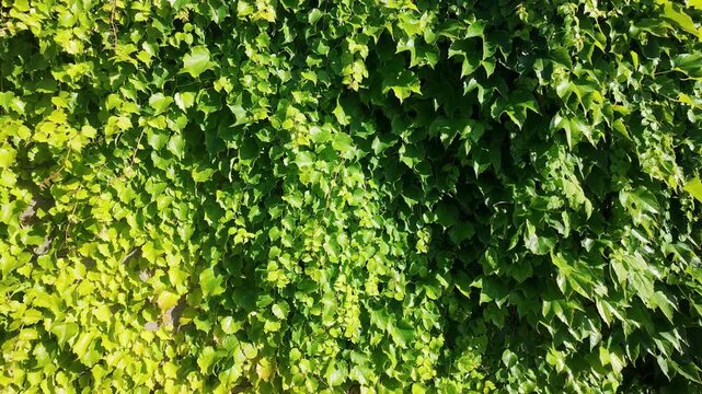 Lush green ivy vines climbing a textured concrete wall in bright sunlight