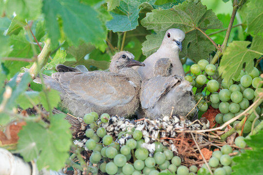 Streptopelia decaocto. Eurasian Collared Dove in its nest with its young on a grapevine.