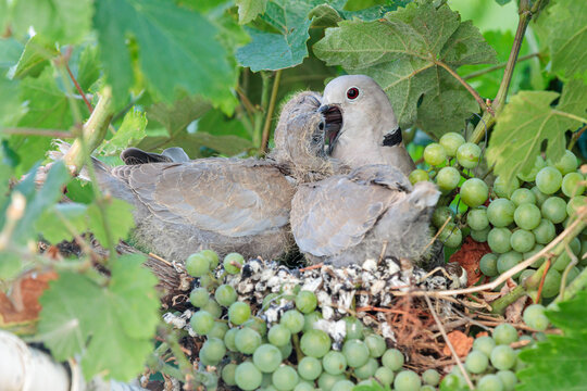 Streptopelia decaocto. Eurasian Collared Dove in the nest feeding its two chicks.