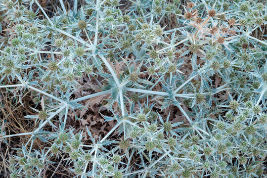 Eryngium campestre. Thorny runner thistle plant. Field eryngo.