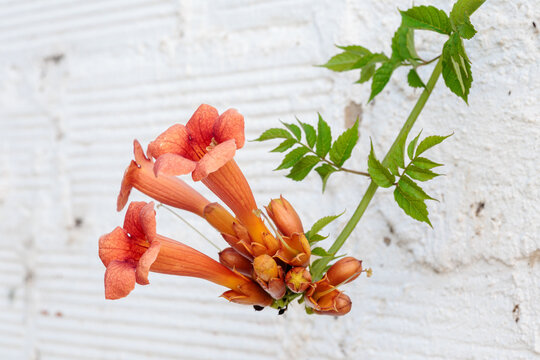 Campsis radicans. Branch with leaves and flowers of a climbing trumpet.