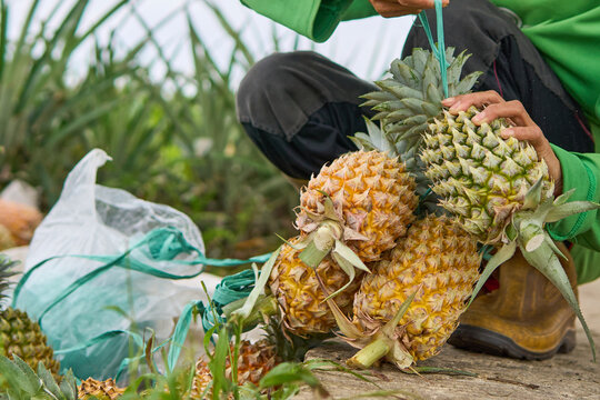 Close up view of farmer hands tying a group of fresh ripe pineapples with green plastic string during harvest at plantation