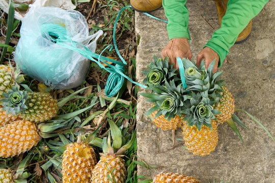 Close up view of farmer hands tying a group of fresh ripe pineapples with green plastic string during harvest at plantation