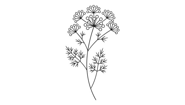 Minimalist hand-drawn botanical illustration of an umbellifer plant featuring delicate stems with clusters of small rounded flowers.
