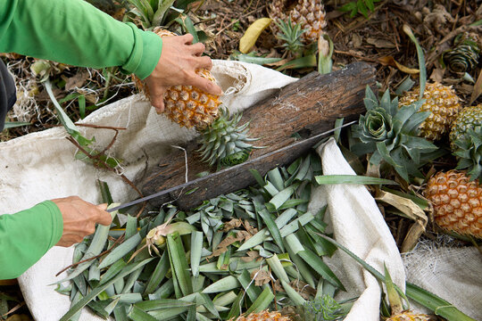 Close up of farmer hands peeling fresh ripe pineapple with sharp knife during harvest at tropical plantation