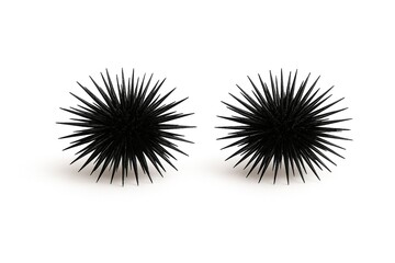 Obraz premium Pair of Black Sea Urchins Isolated on White Background