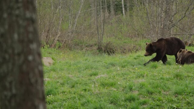 Brown bears in meadow interact as one lies down, another approaches, then a third charges in from the right and chases the rival away; slow motion tracking shot.