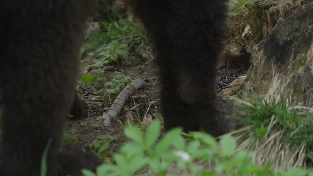 Eurasian brown bear eats plants in a forest understory, close up framed through its right front and rear legs, showing fur texture, paws, soil, rocks and greenery.