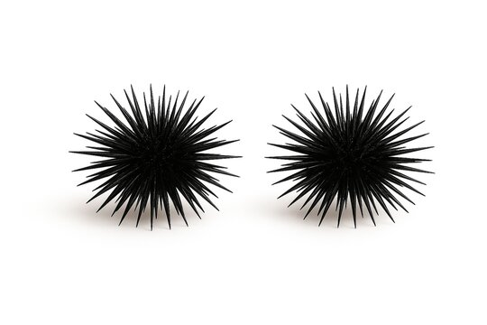 Pair of Black Sea Urchins Isolated on White Background