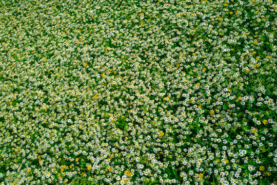 Chamomile blossoms across green meadow. Bright chamomile meets camomile flowers. Chamomile surrounds daisy wildflowers background. Chamomile reveals chamomilla bloom gently.