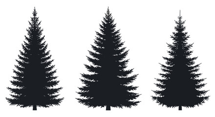 Fototapeta premium Three black pine tree silhouettes on white background with trees white illustration environment evergreen conifer graphic ecology forest with nature