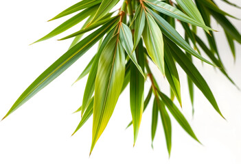 Fototapeta premium Lush green bamboo leaves with natural light and shadow, tropical plant foliage isolated on a clean white background