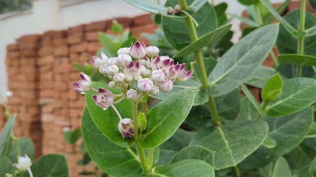 Blooming Calotropis procera flowers with green leaves in a garden
