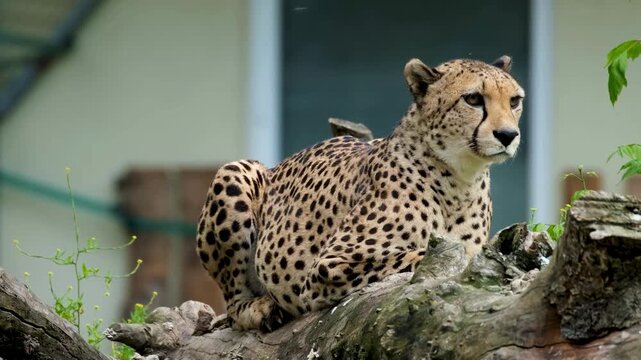 Majestic cheetah resting on a log, spotted wild cat in a zoo enclosure, graceful feline predator observing surroundings in captivity