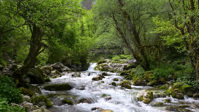 A clear stream flows gently over moss-covered rocks surrounded by dense green forest in &Scaron;unik Water Grove, Lepena Valley, Slovenia.