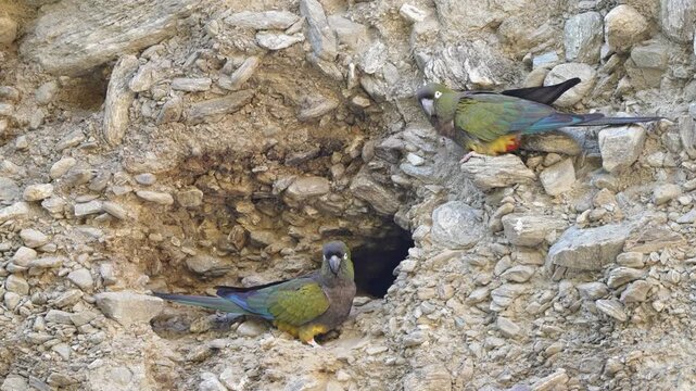 Two burrowing parrots stand on a rough cliff face, inspecting the entrance of their dark nest tunnel in dry daylight conditions.