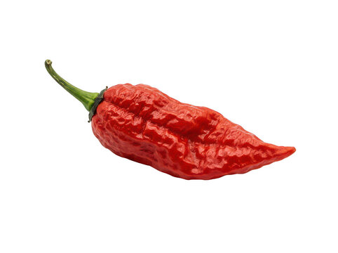 Fresh red ghost pepper isolated on white. Spicy bhut jolokia chili for culinary recipes.