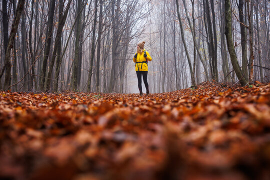 Hiking in autumn forest. Woman hiker with yellow jacket walking at trekking trail in foggy woodland. Outdoors adventure