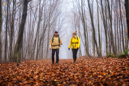Hiking in autumn. Two hikers is walking in foggy forest. Couple with backpacks trekking together in woodland
