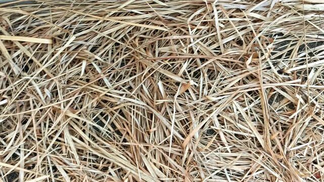 Dry straw and dead grass texture background in top view