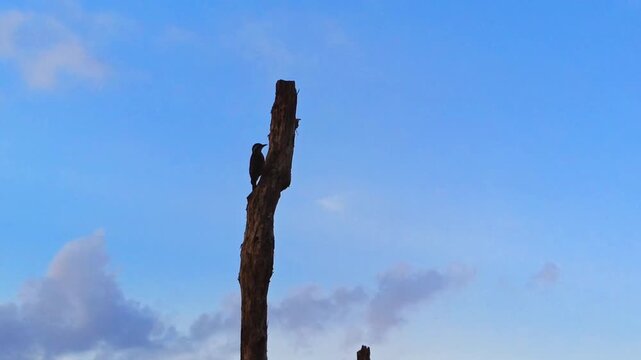 Bird perching and flying away from dead tree trunk under blue sky