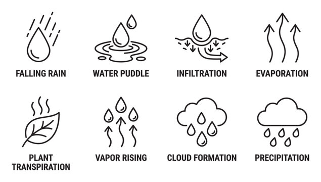Water cycle elements falling rain water puddle infiltration evaporation plant transpiration vapor rising.