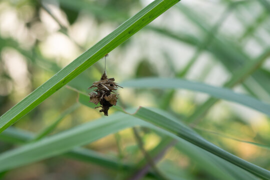 Bagworm cocoons hanging from plant leaves