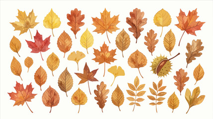 Fototapeta premium Beautiful collection of detailed autumn leaves in vibrant shades of orange red and gold isolated on a clean white background