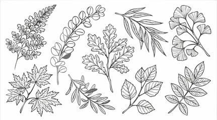 Obraz premium Detailed hand drawn autumn leaf sketches featuring maple oak and ginkgo foliage for botanical vector landscape design elements